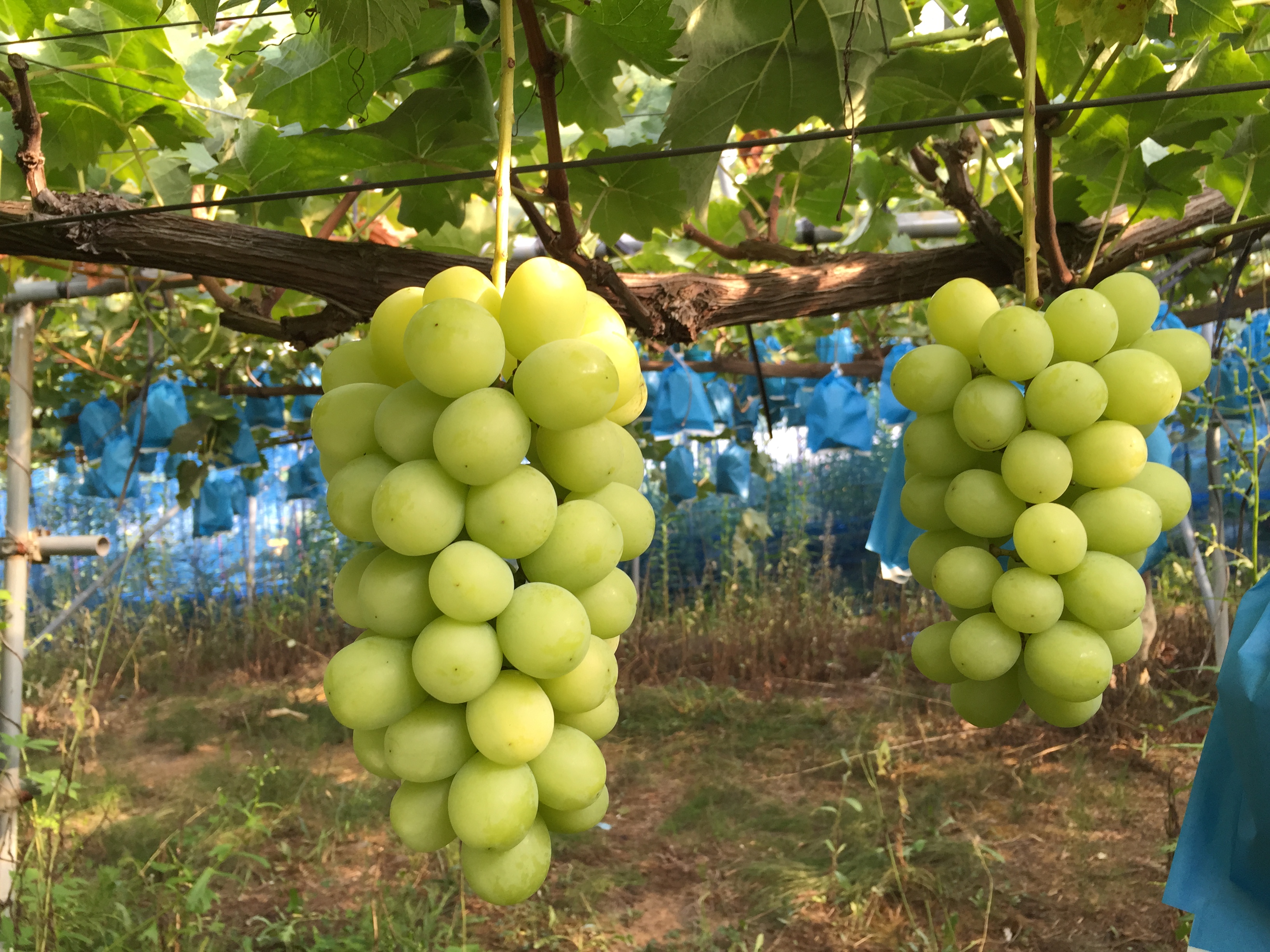 山形の大粒葡萄（シャインマスカット、ピオーネ）の収穫最盛期 | 旬旬食彩ダイニングブログ