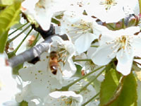 さくらんぼの花はミツバチで受粉