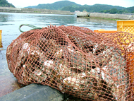 岩牡蠣収穫