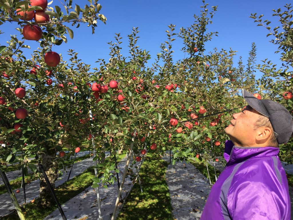 収穫直前のサンふじりんごを確認する小座間さん2017