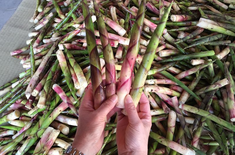 根曲がり竹 月山筍 がっさんだけ の収穫取材してきました 旬旬食彩ダイニングブログ