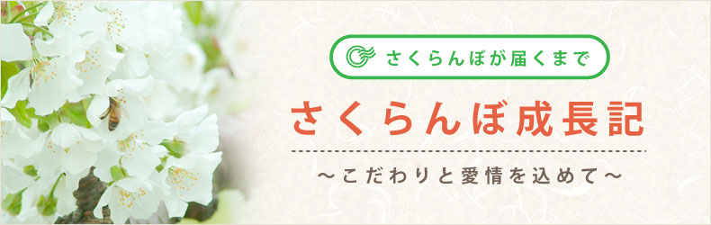 さくらんぼ成長記