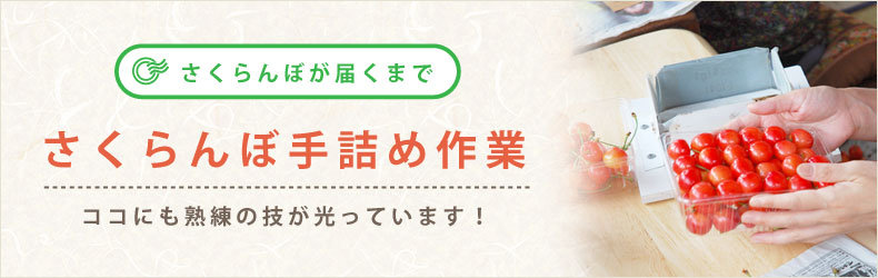 さくらんぼ手詰め作業
