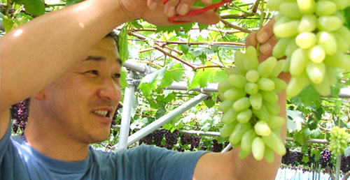 伊藤農園（甲）の紹介