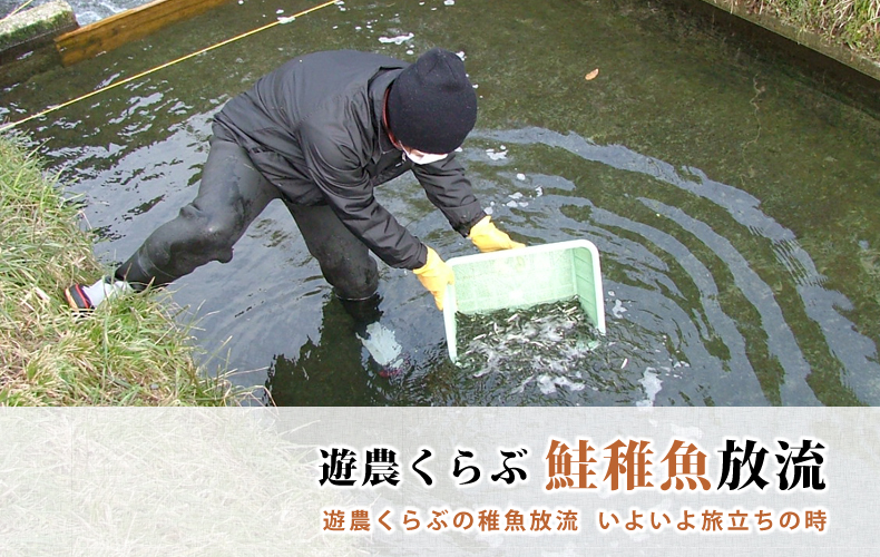 遊農くらぶ鮭稚魚放流