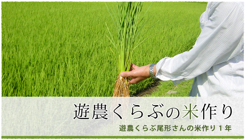 遊農くらぶの米作り