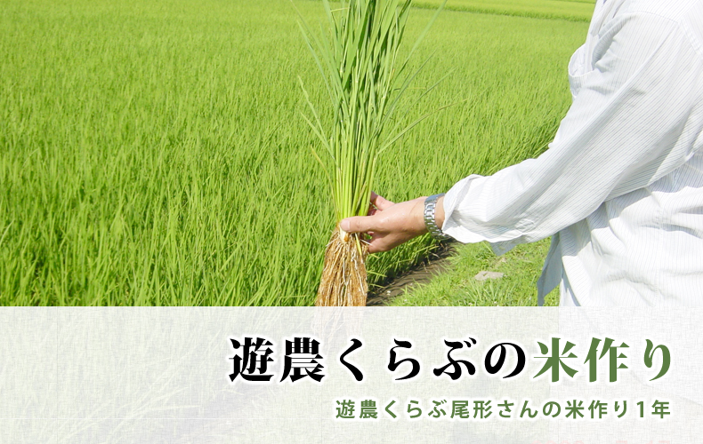 遊農くらぶの米作り