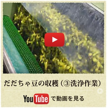 だだちゃ豆の収穫（③洗浄作業）動画を見る