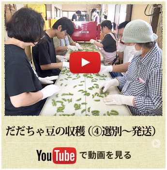 だだちゃ豆の収穫（④選別～発送）動画を見る