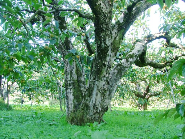 樹齢100年の庄内柿の木