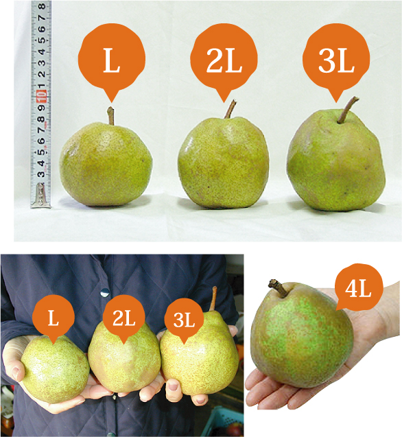 山形特産ラフランス 通信 販売 生産者直送 | 旬旬食彩ダイニング