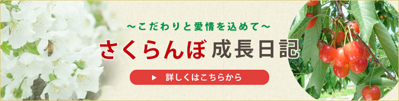 さくらんぼ成長日記