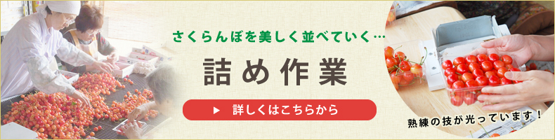 さくらんぼ詰め作業