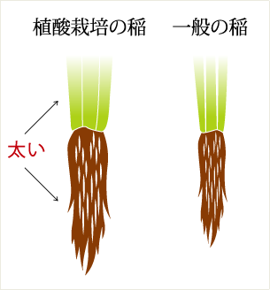 植酸栽培の稲と一般の稲の違い