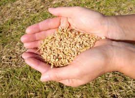 無農薬で安心できる米