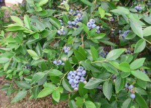鈴木農園 無農薬栽培ブルーベリー