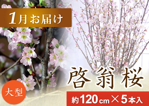 啓翁桜1月お届け120cm×5本入り