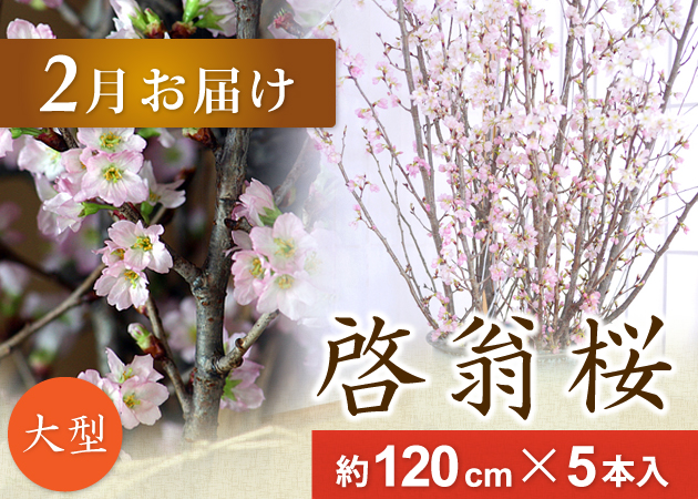 啓翁桜2月お届け120cm×5本入り