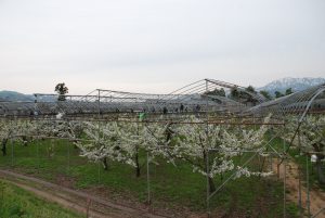 5月のさくらんぼ畑
