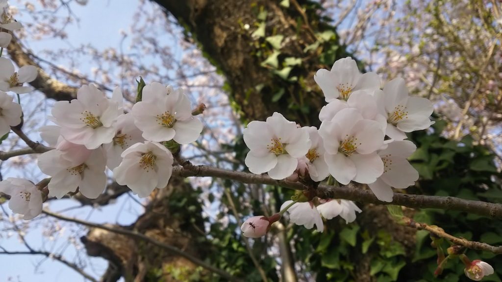 DSC_1678-iloveimg-resized-