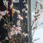 雪の日の啓翁桜