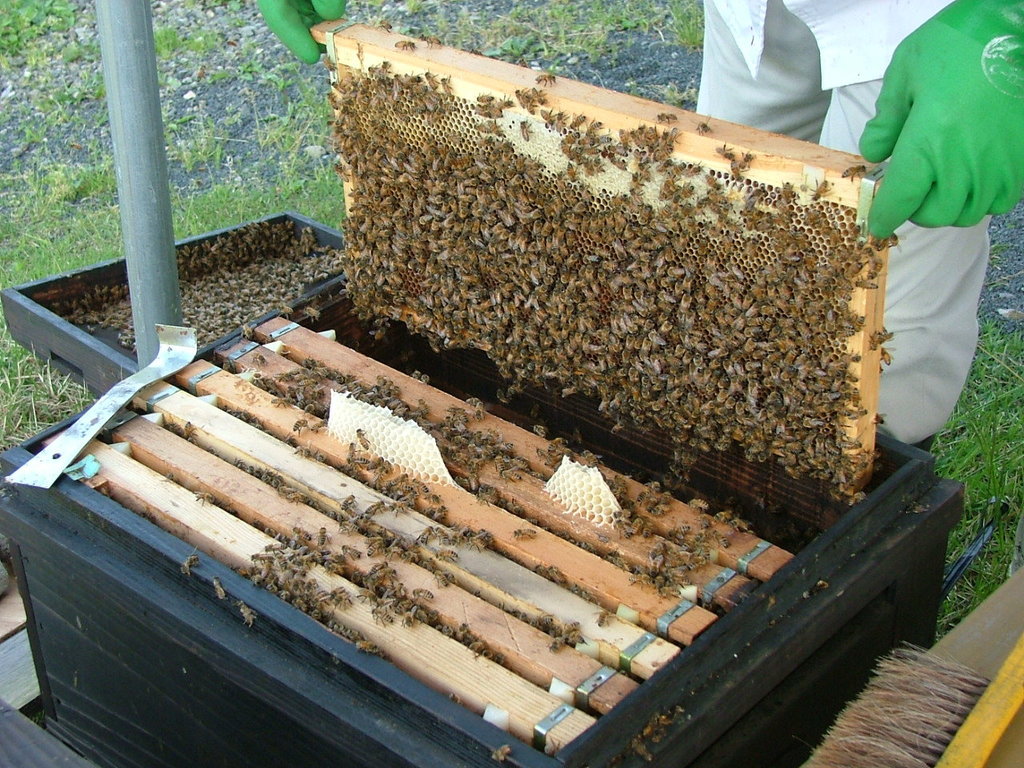 ブルーベリー蜂蜜採取　ブルーベリー大粒　ブルーベリー通販　ブルーベリー生