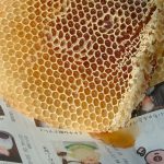 ブルーベリーの蜂蜜入り蜂の巣
