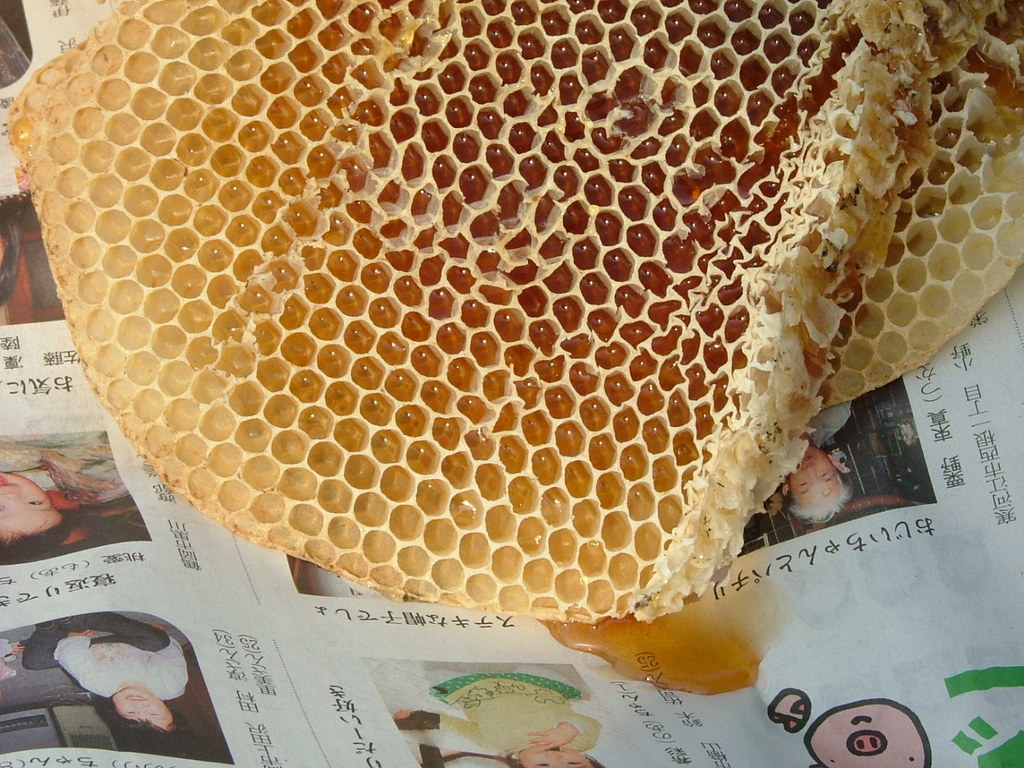ブルーベリーの蜂蜜入り蜂の巣　ブルーベリー大粒　ブルーベリー通販　ブルーベリー生　
