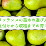 初心者でもできる！甘く芳醇なラフランスを収穫するための育て方ガイドの記事へ