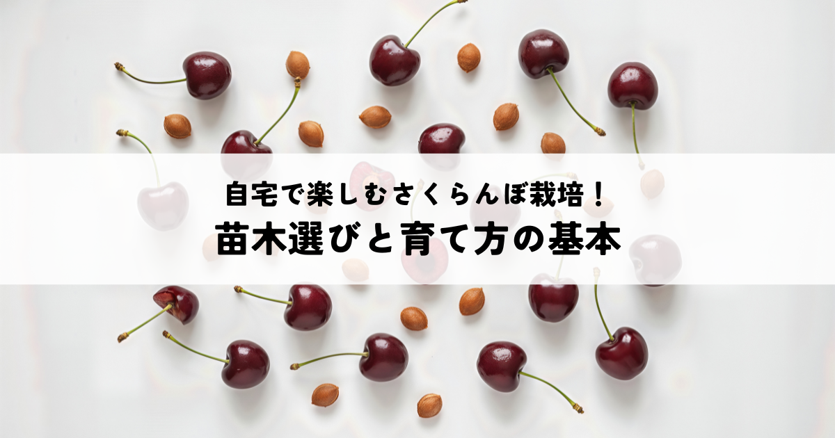 自宅で楽しむさくらんぼ栽培！苗木選びと育て方の基本 | 旬旬食彩 