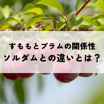 すももとプラムの関係性について解説！ソルダムとの違いとは？の記事へ
