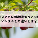 すももとプラムの関係性について解説！ソルダムとの違いとは？の記事へ