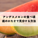 アンデスメロンの食べ頃はいつ？底のかたさで見分ける方法とはの記事へ
